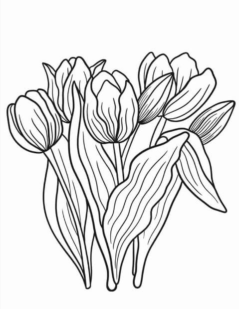 Tải ngay tranh tô màu hoa tulip miễn phí