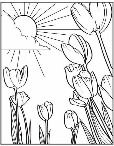 Tô màu hoa tulip dưới ánh nắng rực rỡ