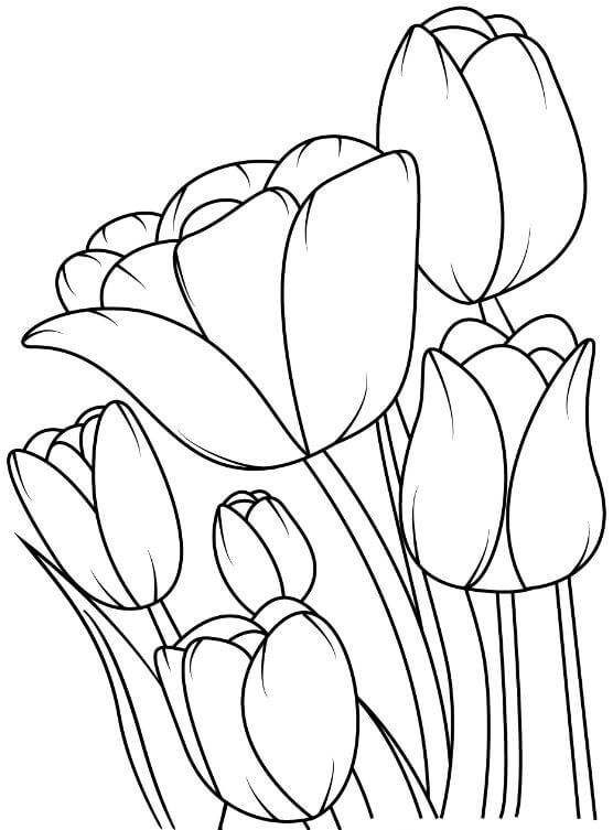 Tranh tô màu hoa tulip đơn giản cho bé 