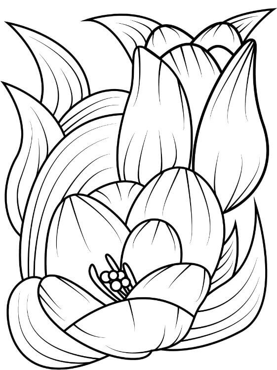 sắc hoa tulip qua nét tô màu của bé