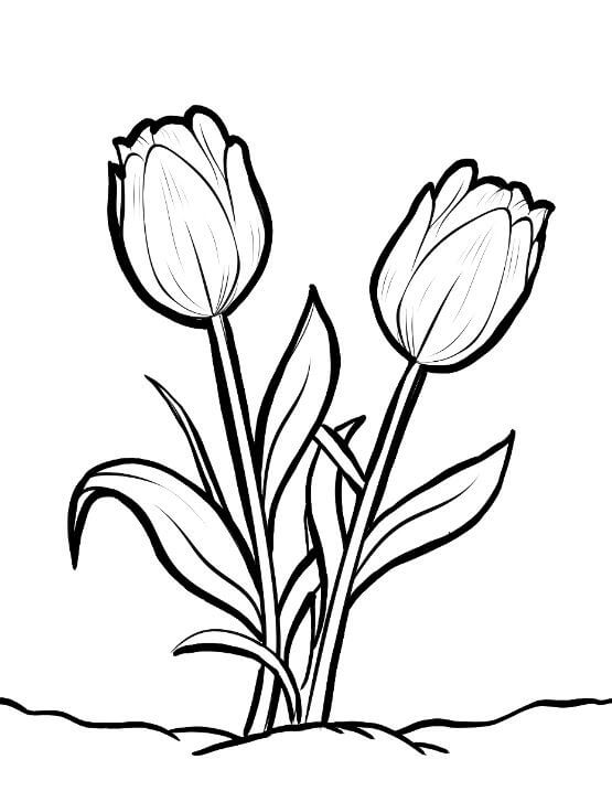 2 nhánh hoa tulip cho bé tô màu