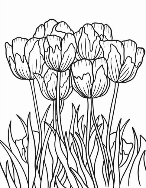 Bó hoa tulip rực rỡ