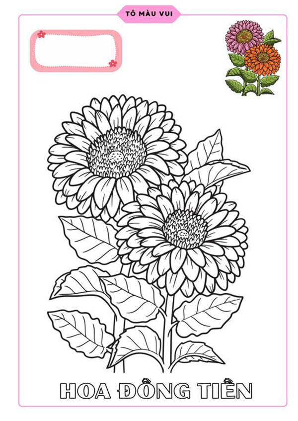 Tranh tô màu hoa đồng tiền