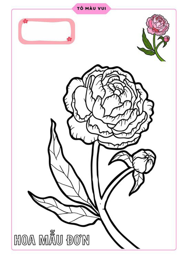 Tranh tô màu hoa mẫu đơn