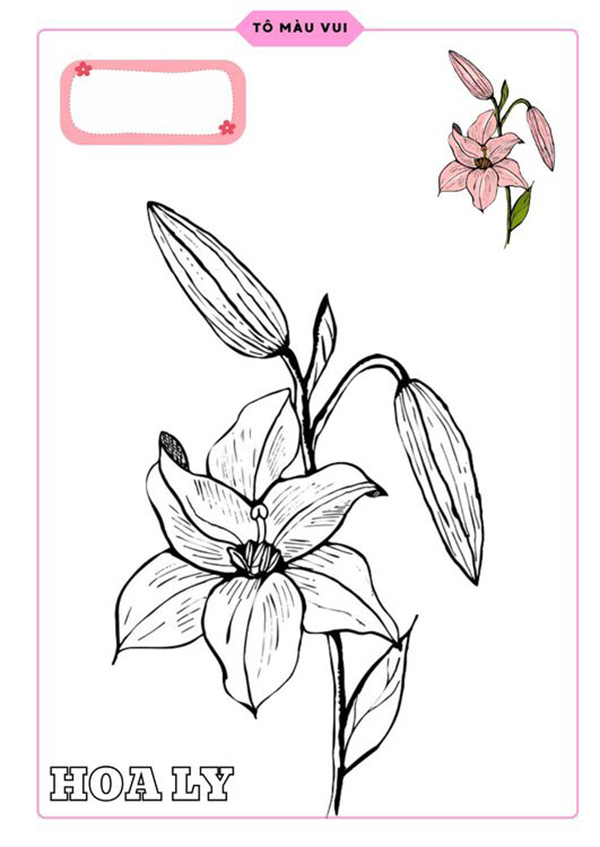 Tranh tô màu hoa ly
