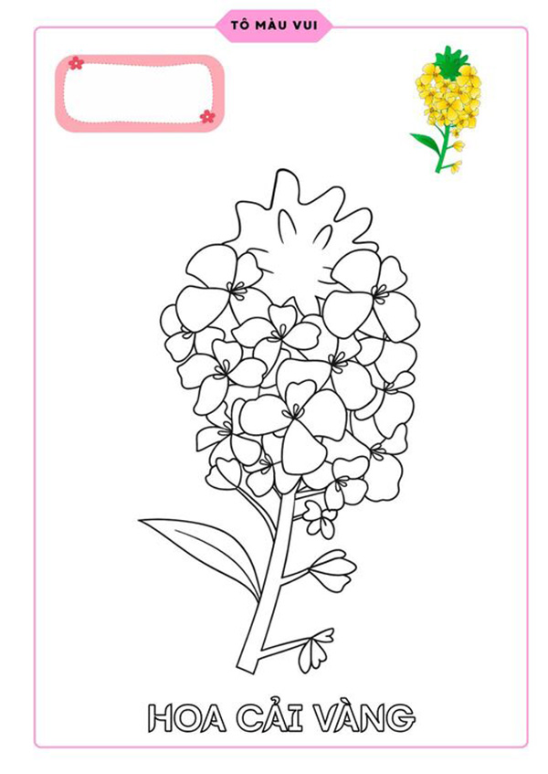 Tranh tô màu hoa cải vàng