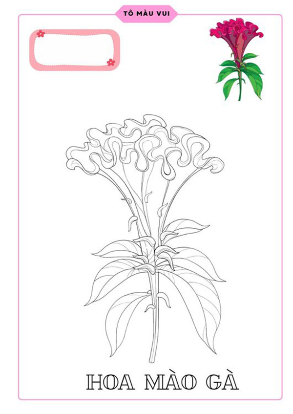 Tranh tô màu hoa mào gà