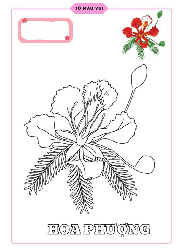 Tranh tô màu hoa phượng