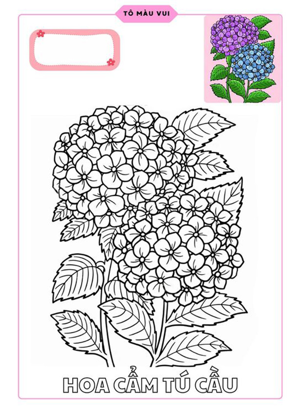 Tranh tô màu hoa cẩm tú cầu